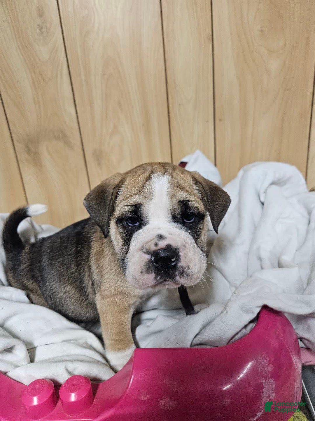 Puggle dogs for sale: Tammy - Image 1