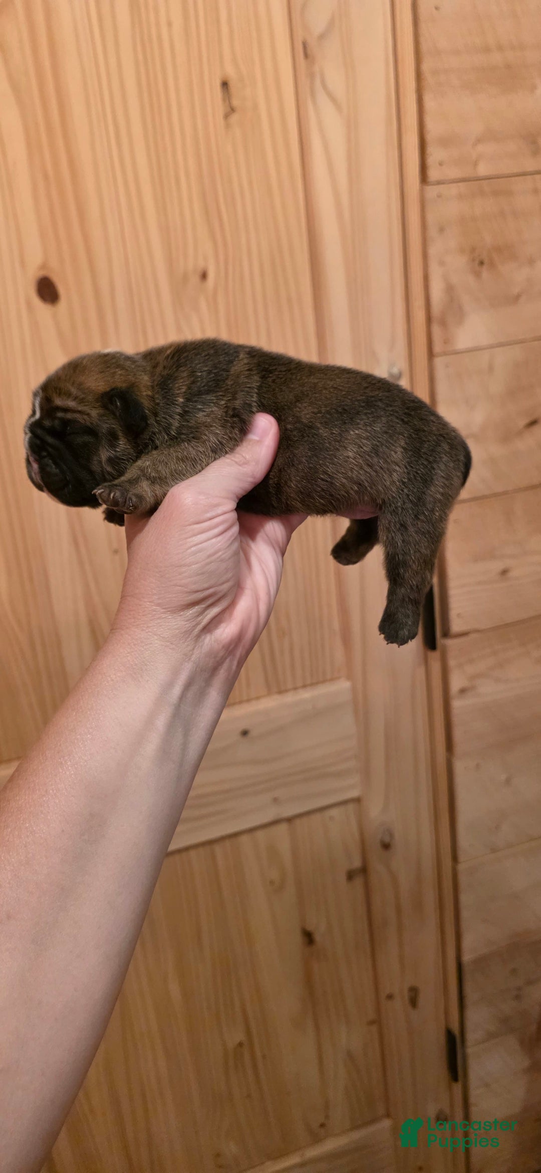 Olde English Bulldogge dogs for sale: Bugzy - Image 2