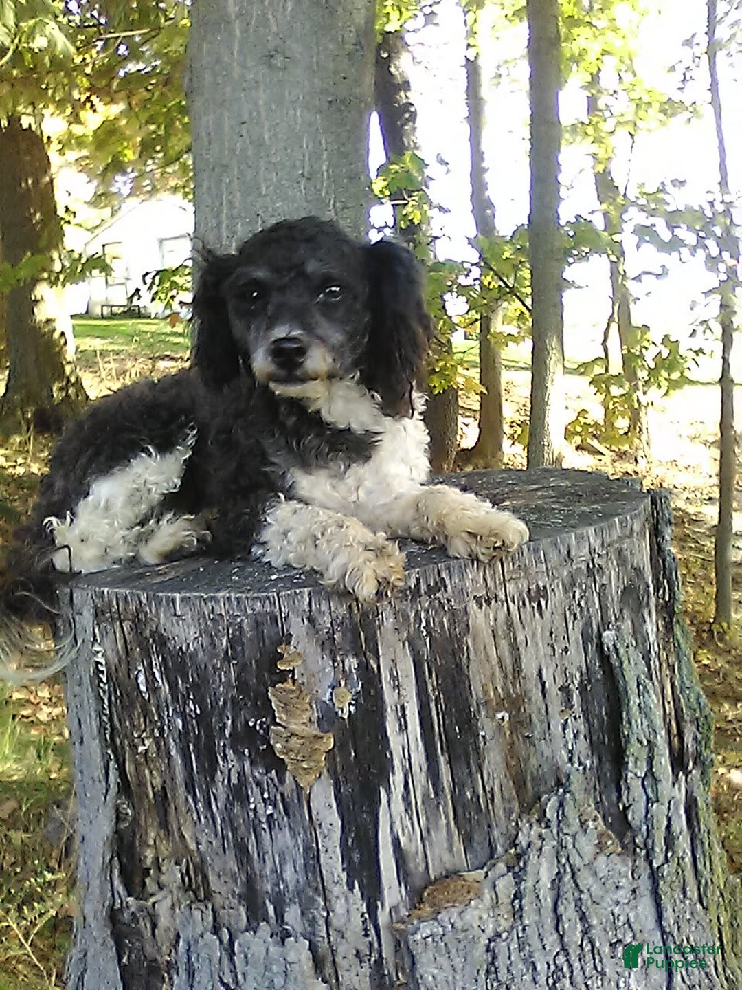 Shihpoo dogs for sale: Bubbles - Image 12