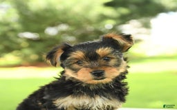 Yorkshire Terrier dogs for sale: Barkley - Image 10