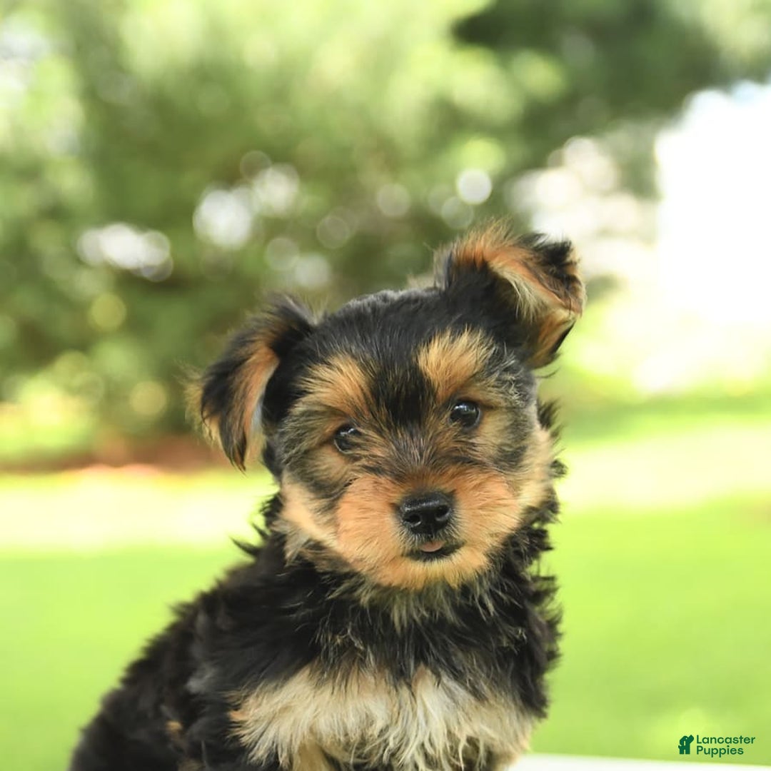 Yorkshire Terrier dogs for sale: Barkley - Image 10