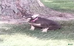 French Bulldog dogs for sale: Akc Flora - Image 5