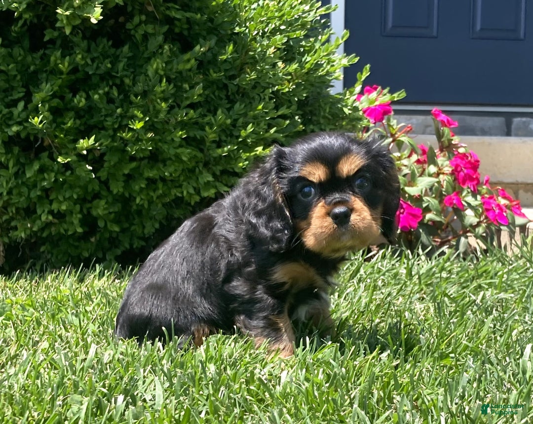 Cavalier King Charles Spaniel dogs for sale: Boomer - Image 17