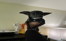 Chihuahua dogs for sale: Canela - Image 8