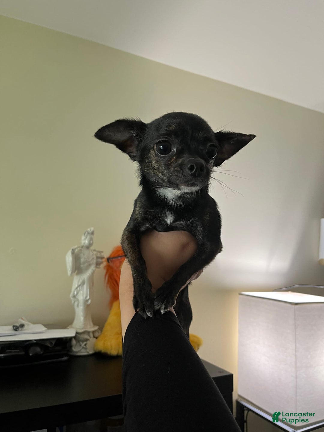 Chihuahua dogs for sale: Canela - Image 8
