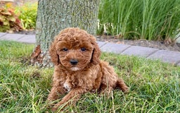 Cavapoo dogs for sale: Harley - Image 7