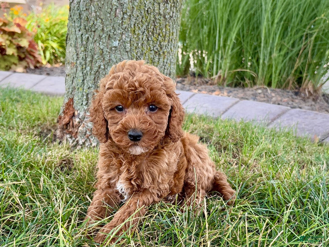 Cavapoo dogs for sale: Harley - Image 7