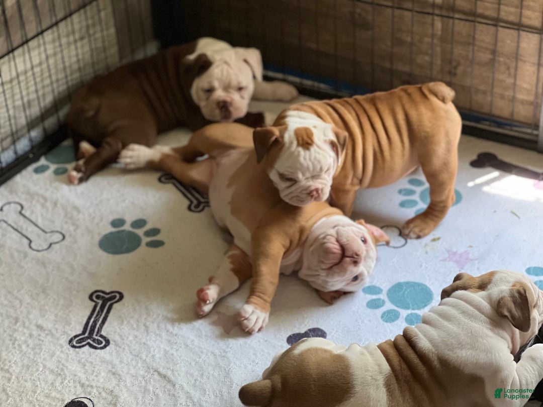 Olde English Bulldogge dogs for sale: Dot - Image 1