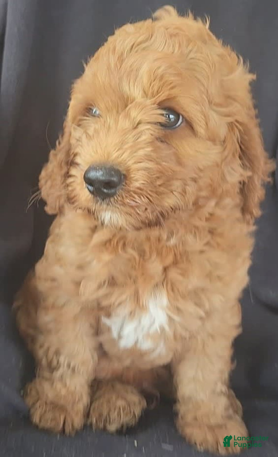 Cockapoo dogs for sale: Biscuit - Image 1