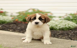 Saint Bernard dogs for sale: Caddie - Image 3