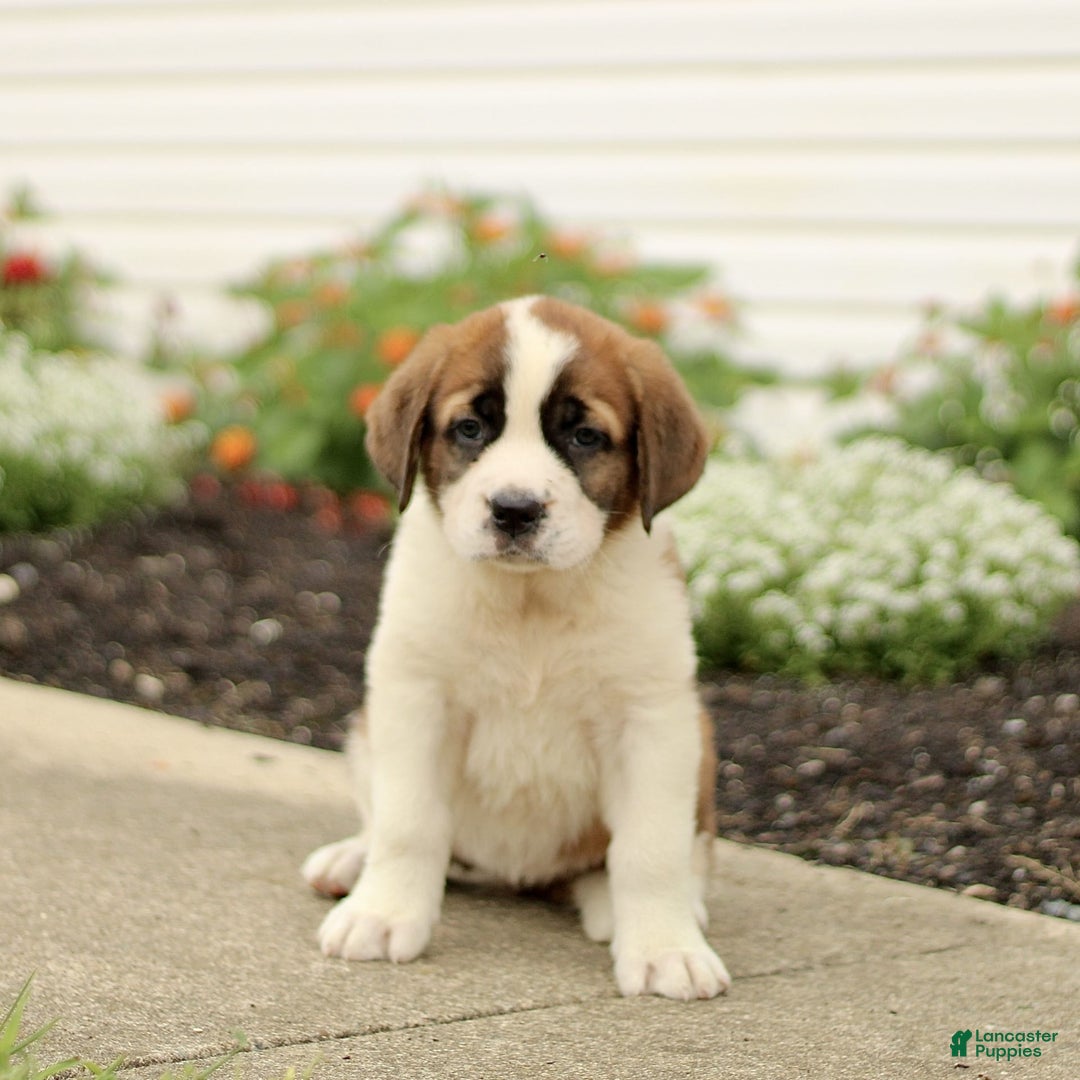 Saint Bernard dogs for sale: Caddie - Image 3