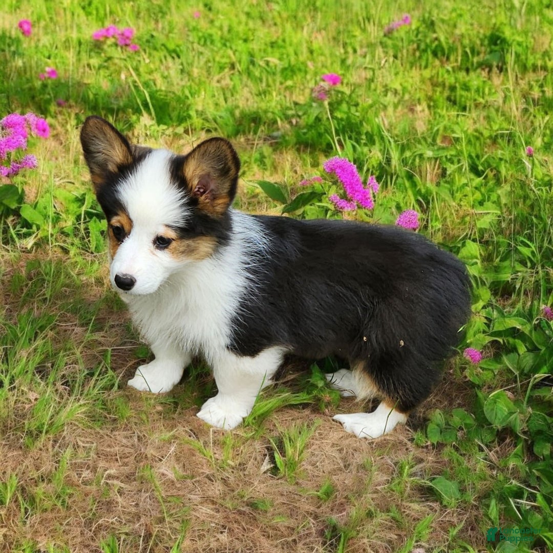 Welsh Corgi Pembroke dogs for sale: Trixie Fluffy - Image 17