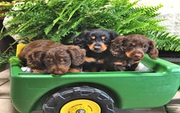 Miniature Dachshund dogs for sale: Donny - Image 1