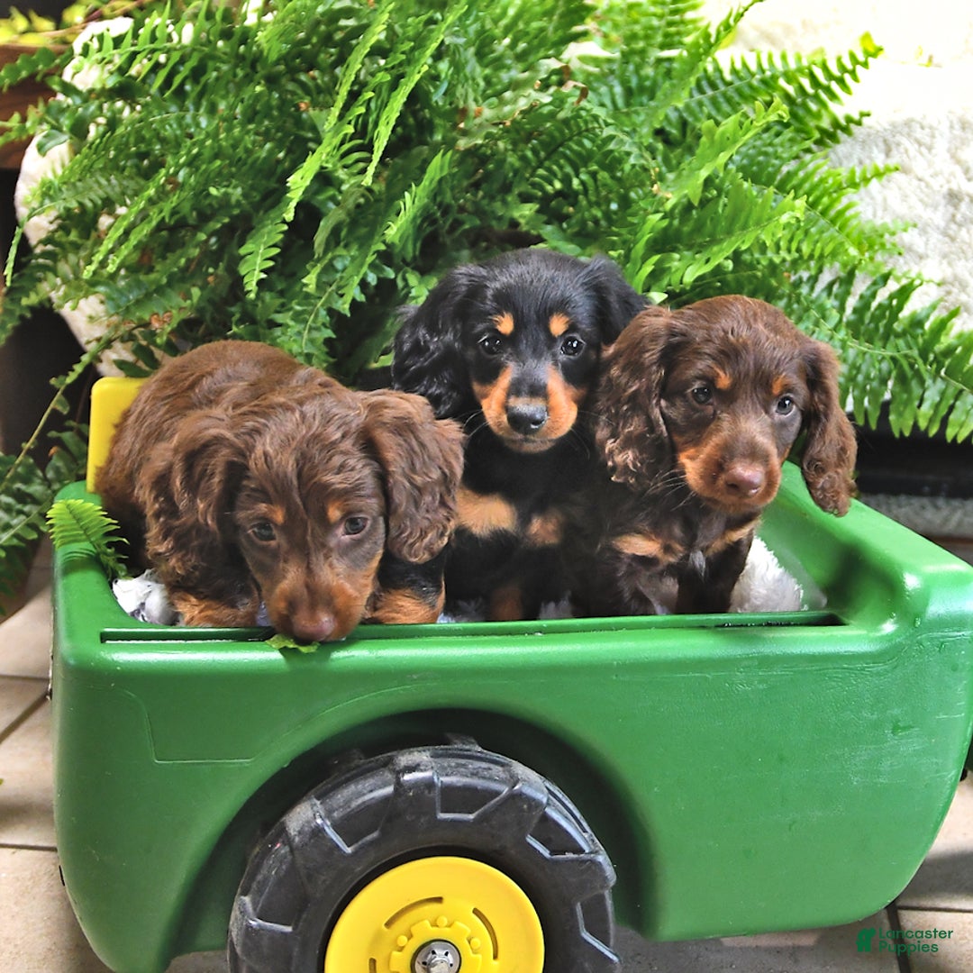 Miniature Dachshund dogs for sale: Donny - Image 1