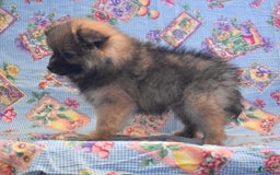 Pomeranian dogs for sale: Kevin - Image 2