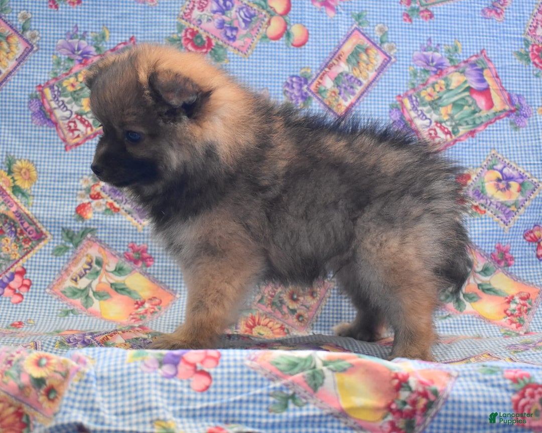 Pomeranian dogs for sale: Kevin - Image 2