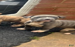 American Bully dogs for sale: Queen - Image 4