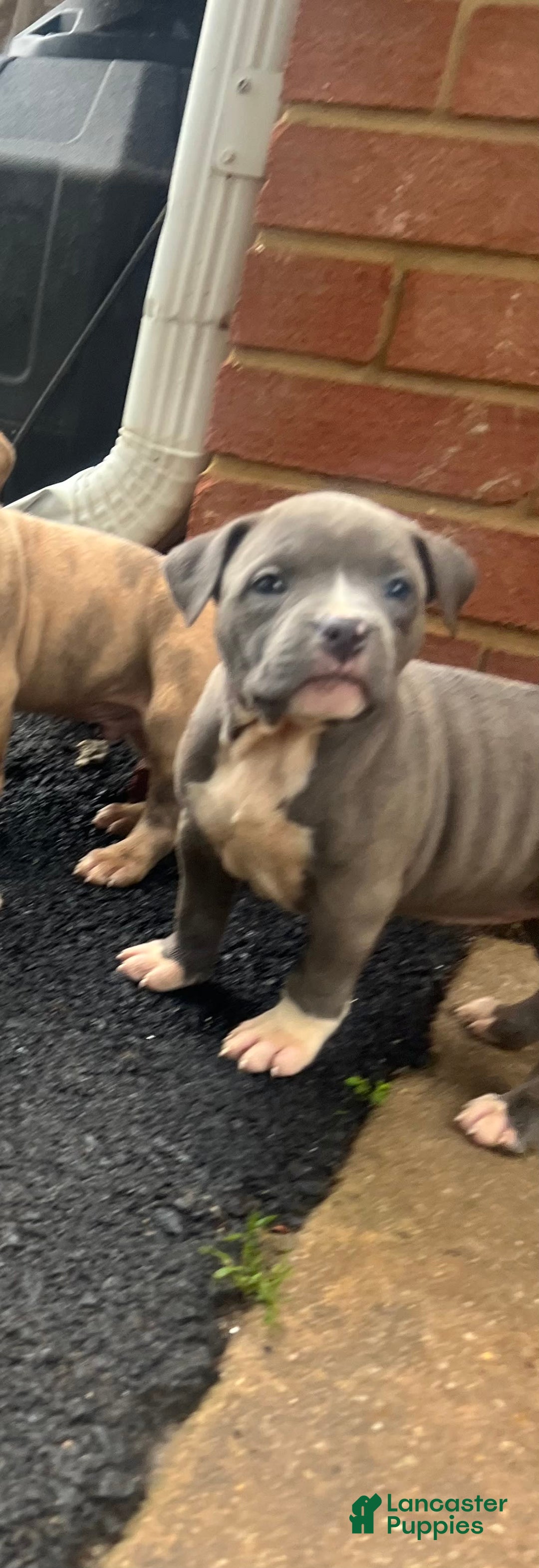 American Bully dogs for sale: Queen - Image 4