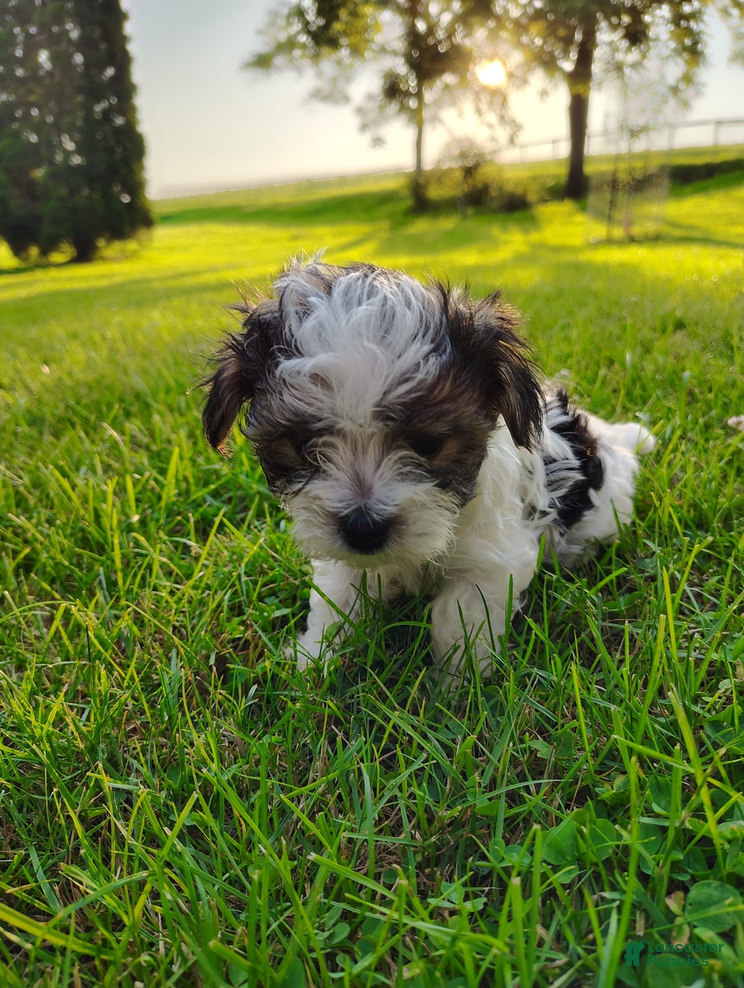 Morkie dogs for sale: Tiny Tim - Image 5