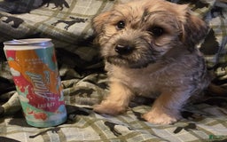 Morkie dogs for sale: Liam - Image 5
