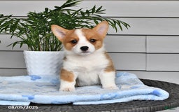 Welsh Corgi Pembroke dogs for sale: Josie - Image 1