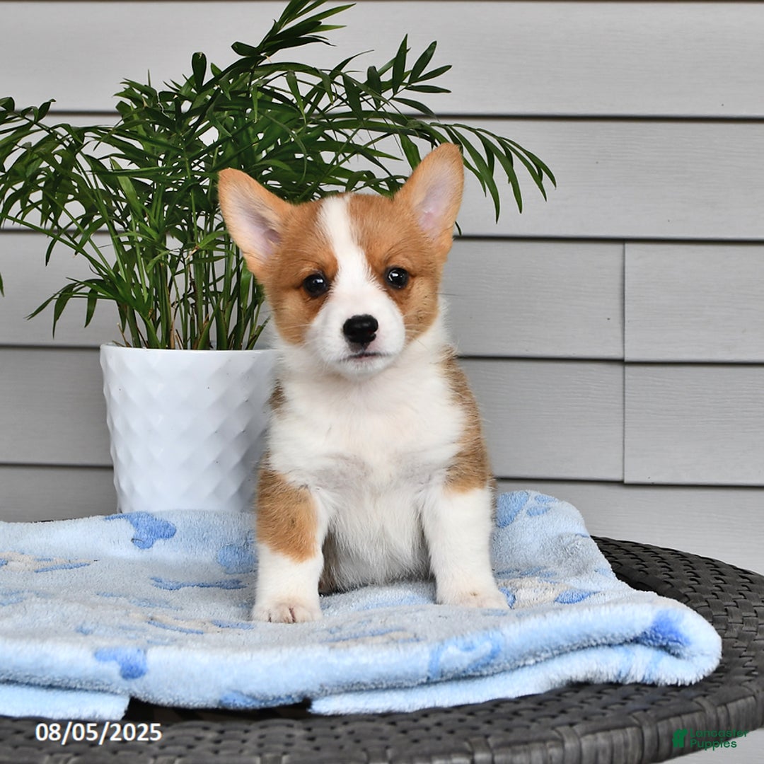 Welsh Corgi Pembroke dogs for sale: Josie - Image 1