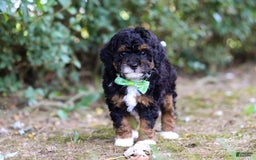 Mini Bernedoodle dogs for sale: Mini Bernedoodle 6 puppies - Image 6