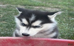 Siberian Husky dogs for sale: Tortuga - Image 15