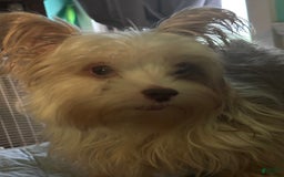 Biewer Terrier dogs for sale: Baxter - Image 6