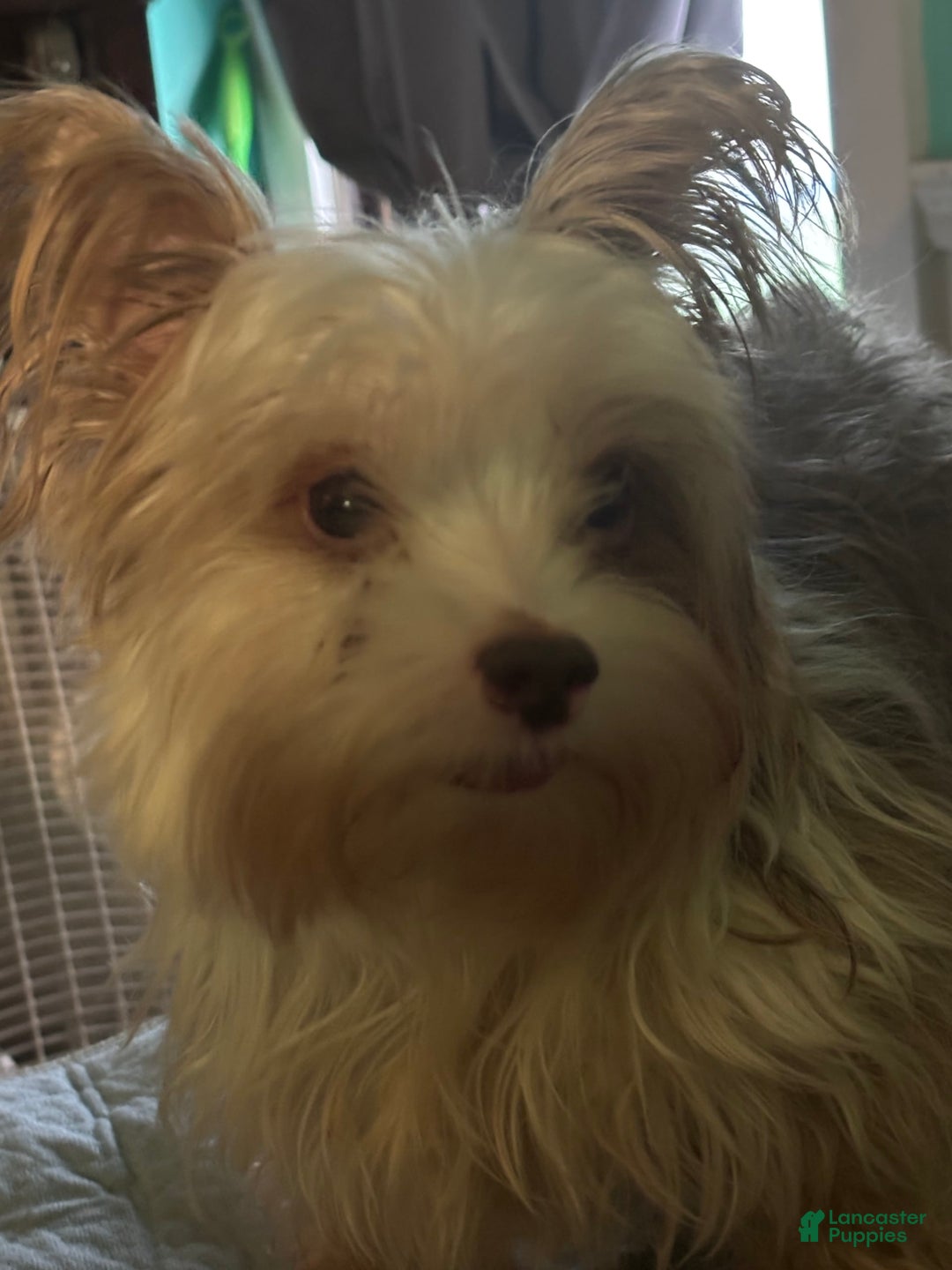Biewer Terrier dogs for sale: Baxter - Image 6