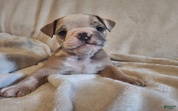 Olde English Bulldogge dogs for sale: BRIAR - Image 7