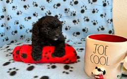 Toy Poodle dogs for sale: Shadow - Image 1