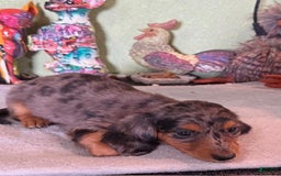 Miniature Dachshund dogs for sale: Gem - Image 2