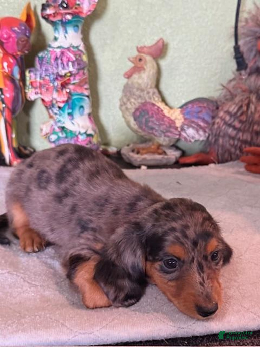 Miniature Dachshund dogs for sale: Gem - Image 2