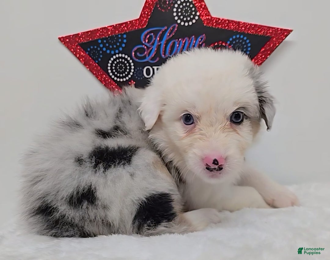 Australian Shepherd dogs for sale: Kimi - Image 1
