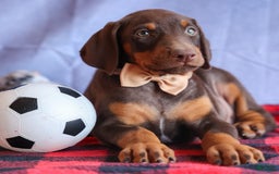 Doberman Pinscher dogs for sale: Dusty - Image 8