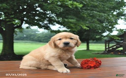 Golden Retriever dogs for sale: Golden Retriever 8 puppies - Image 21