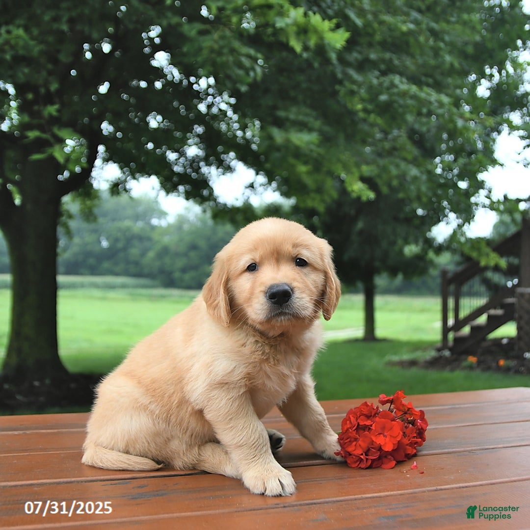 Golden Retriever dogs for sale: Golden Retriever 8 puppies - Image 21
