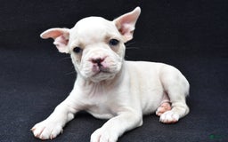 Boston Terrier dogs for sale: Jezabel - Image 5