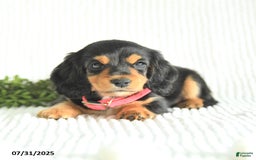 Miniature Dachshund dogs for sale: Daisy - Image 2