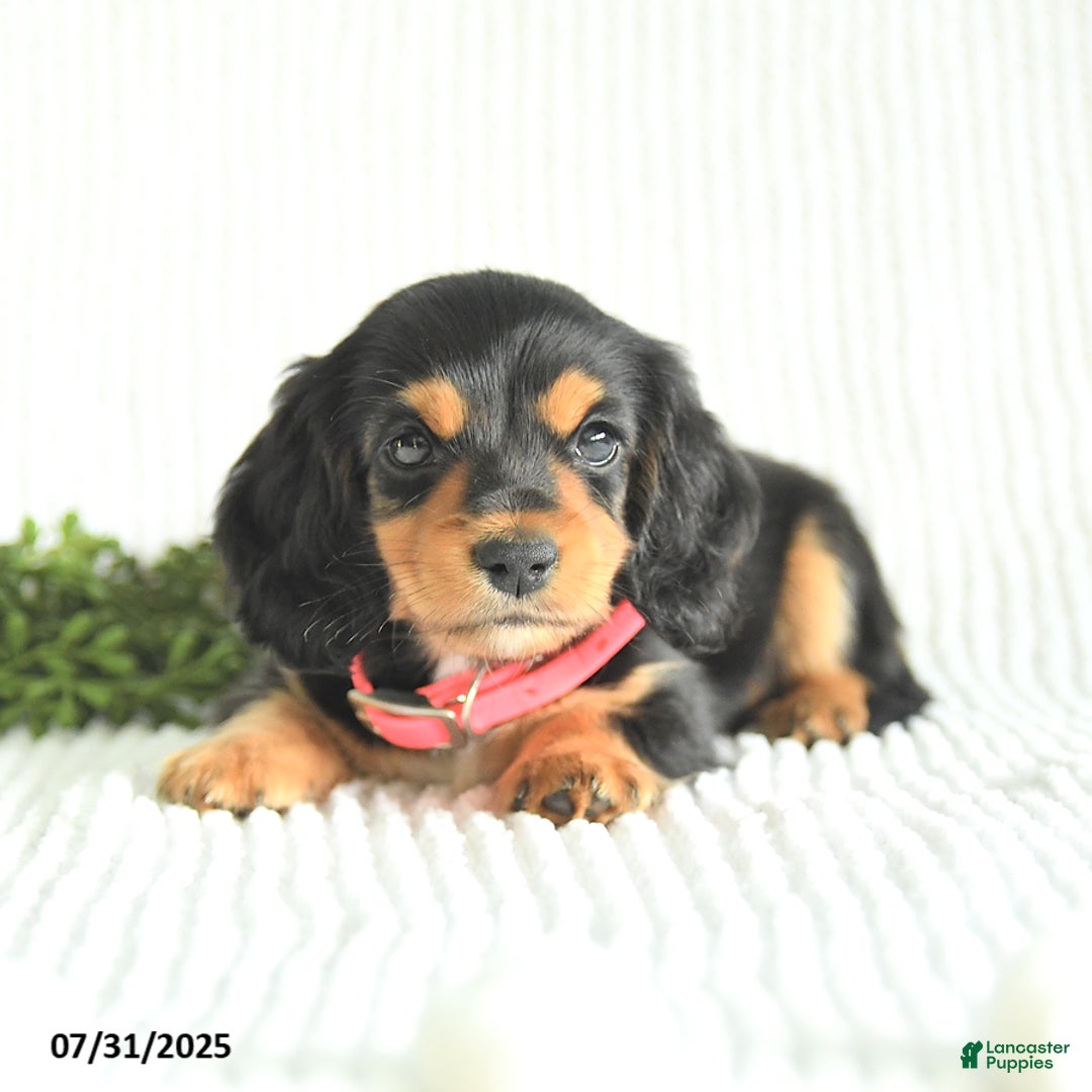 Miniature Dachshund dogs for sale: Daisy - Image 2