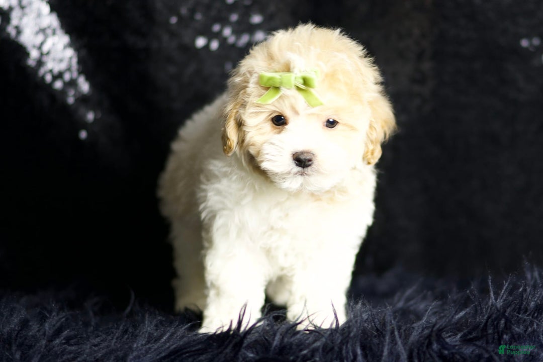 Maltipoo dogs for sale: Habibi - Image 7