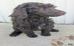 Standard Poodle dogs for sale: Peanut - Image 5