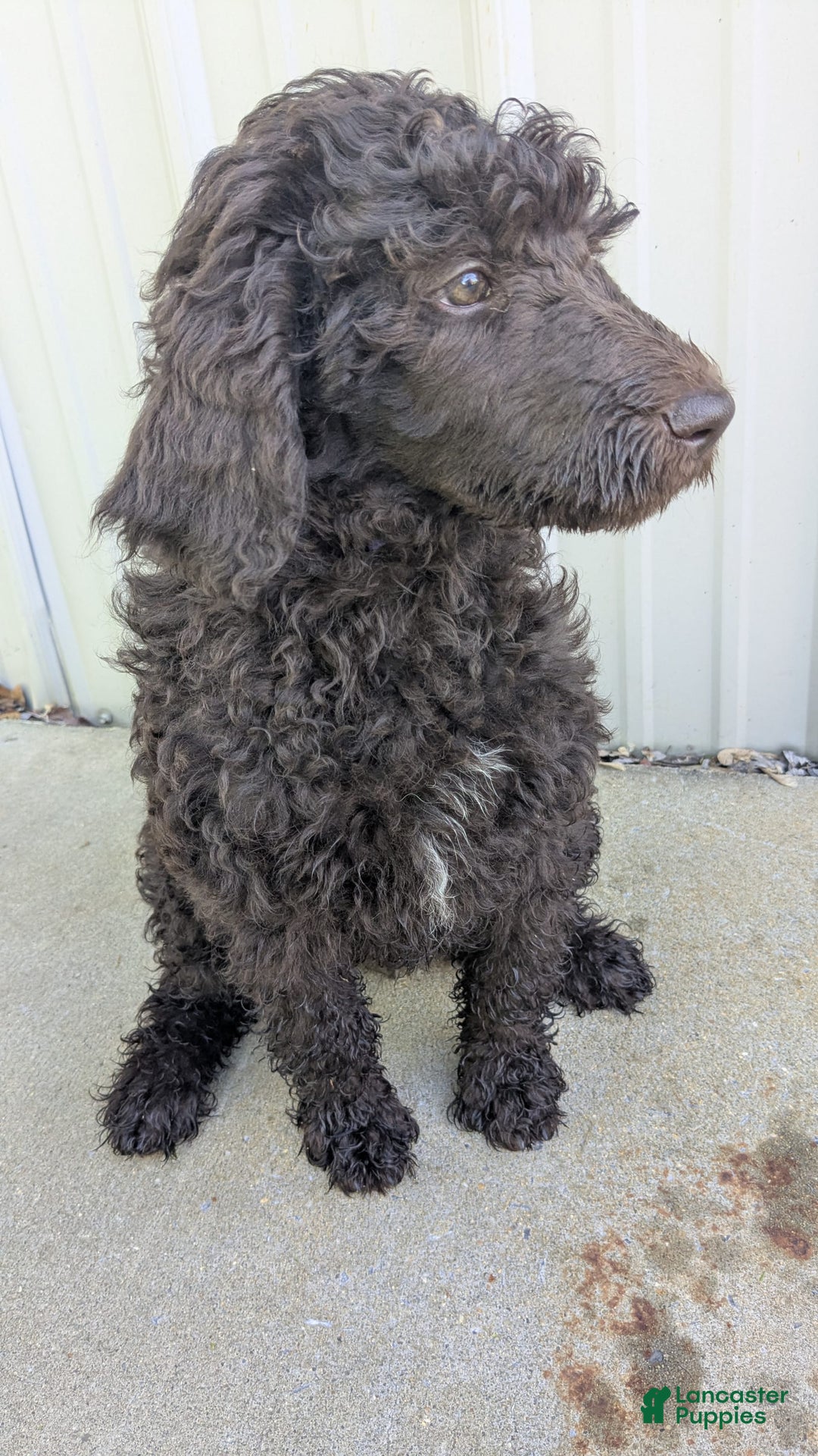 Standard Poodle dogs for sale: Peanut - Image 5