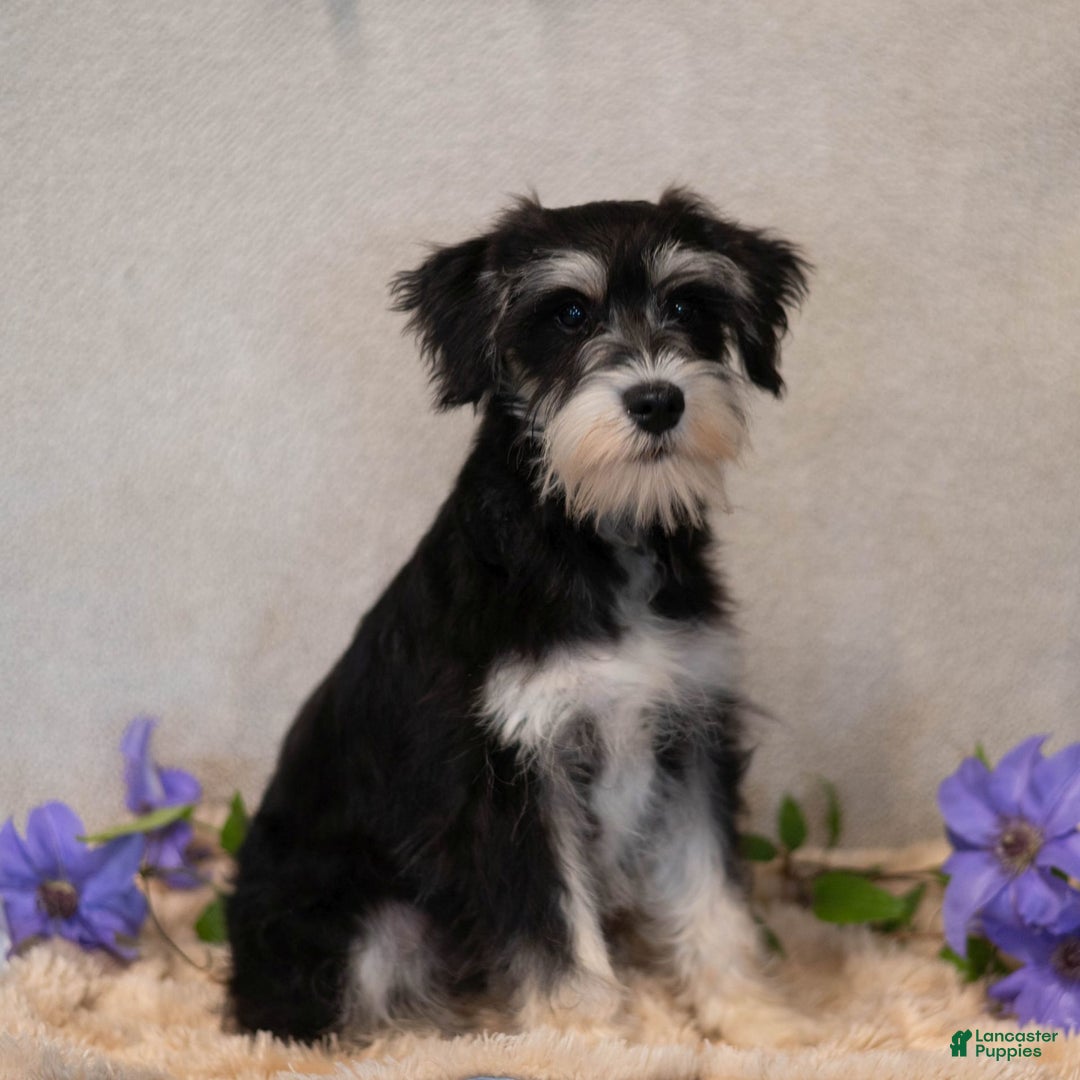 Miniature Schnauzer dogs for sale: Jojo - Image 6