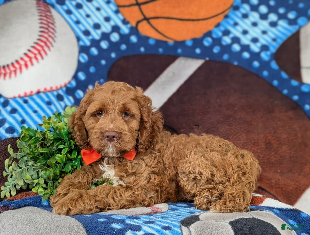 Cockapoo dogs for sale: Farlow - Image 12