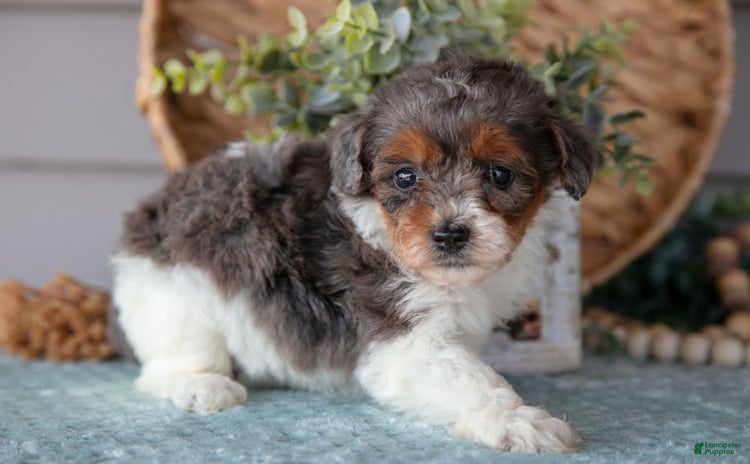 Miniature Poodle dogs for sale - Ad 5