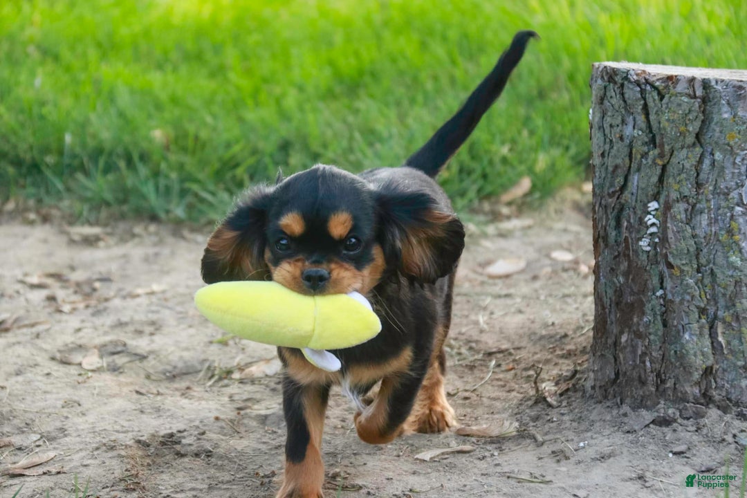 Cavalier King Charles Spaniel dogs for sale: Pluto - Image 27