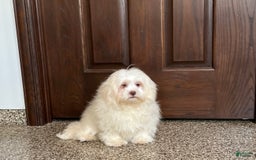 Lhasa Apso dogs for sale: Alice - Image 4