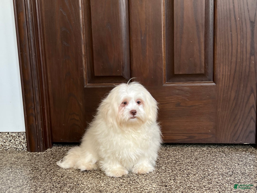 Lhasa Apso dogs for sale: Alice - Image 4